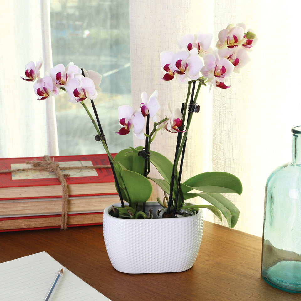 Mini White w/ Purple Orchid in Dotted White Planter