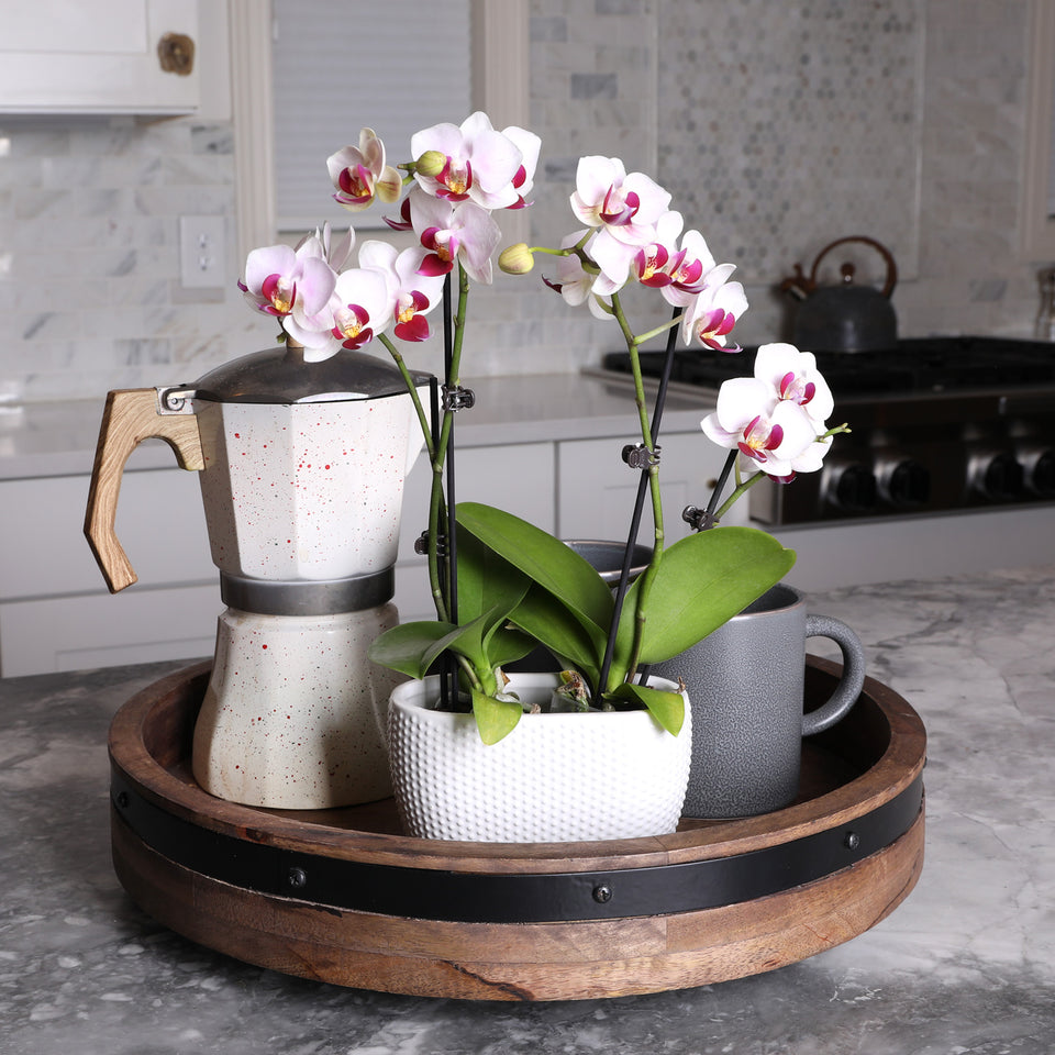 Mini White w/ Purple Orchid in Dotted White Planter
