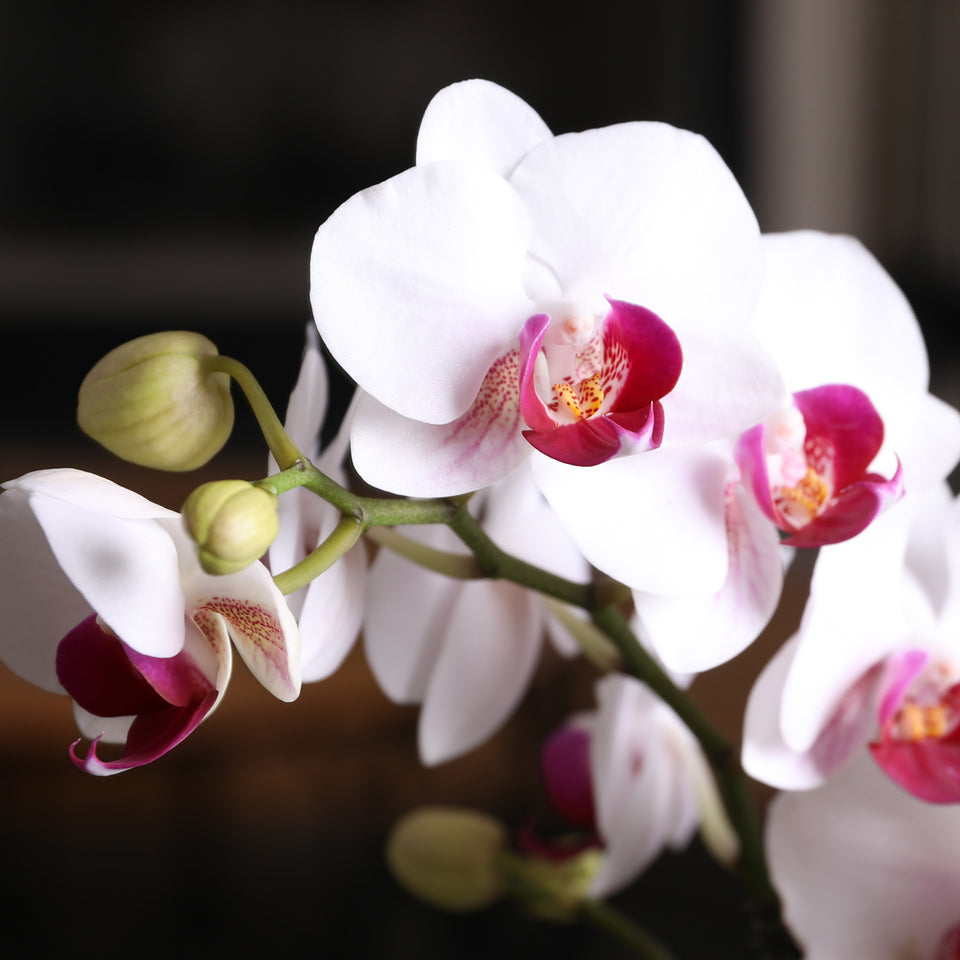 Mini White w/ Purple Orchid in Dotted White Planter