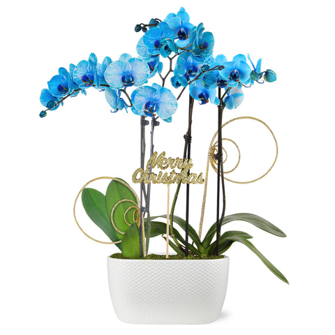 Gold Christmas Collection Blue Watercolor Orchid Planter With Glitter Twirls and Keepsake Merry Christmas Pick