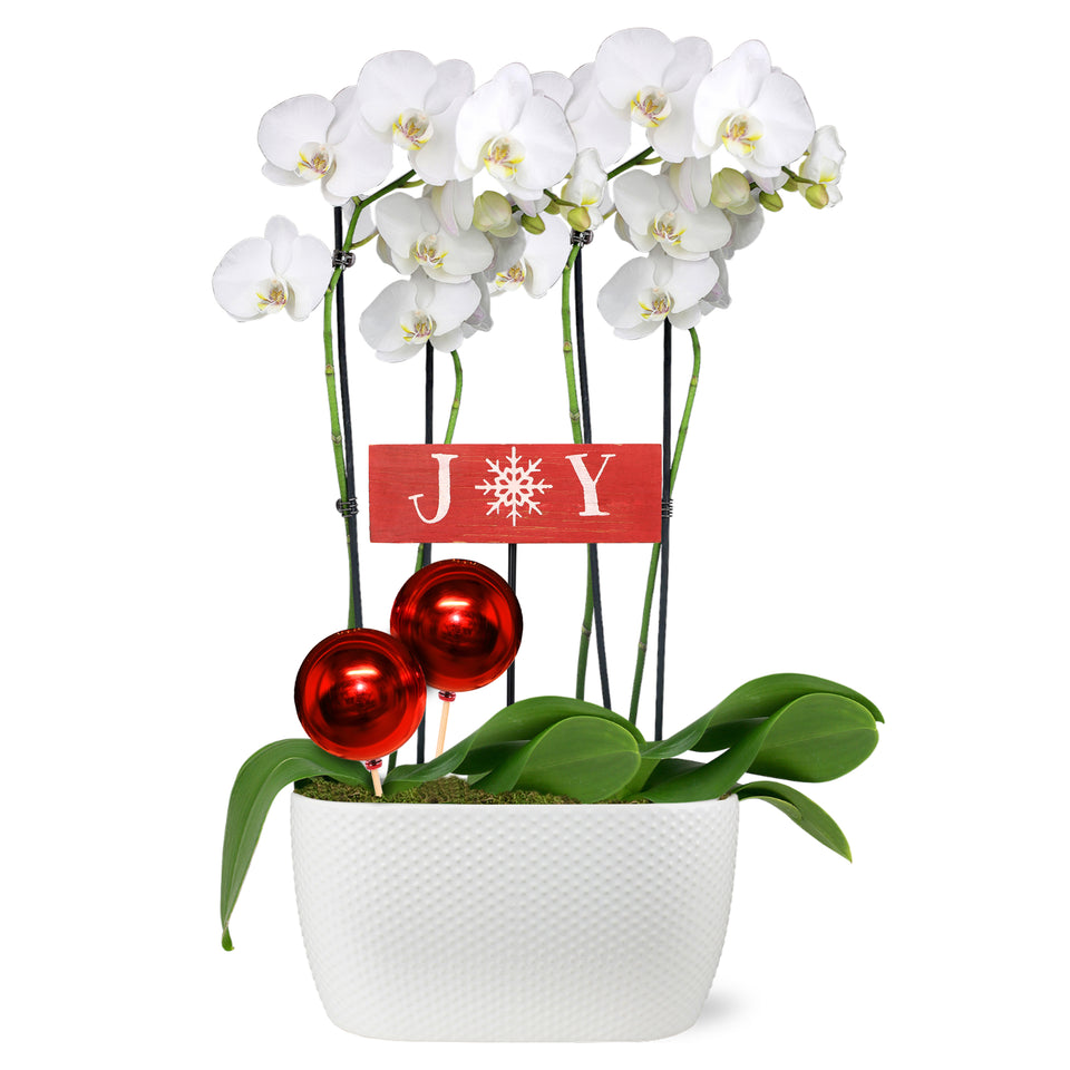 Classic Christmas Collection White Orchid Planter With Red Ornament Picks and Wooden Joy Keepsake Sign