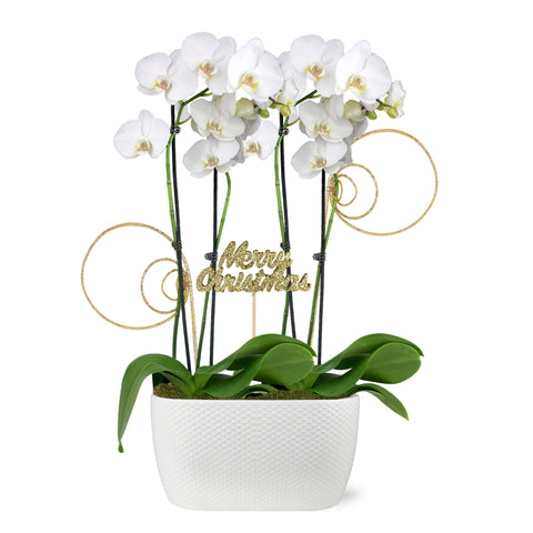 Gold Christmas Collection White Orchid Planter With Glitter Twirls and Keepsake Merry Christmas Pick