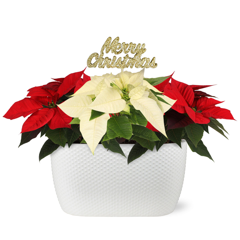 Gold Christmas Collection BiColor Red and White Poinsettia Planter With Keepsake Merry Christmas Pick