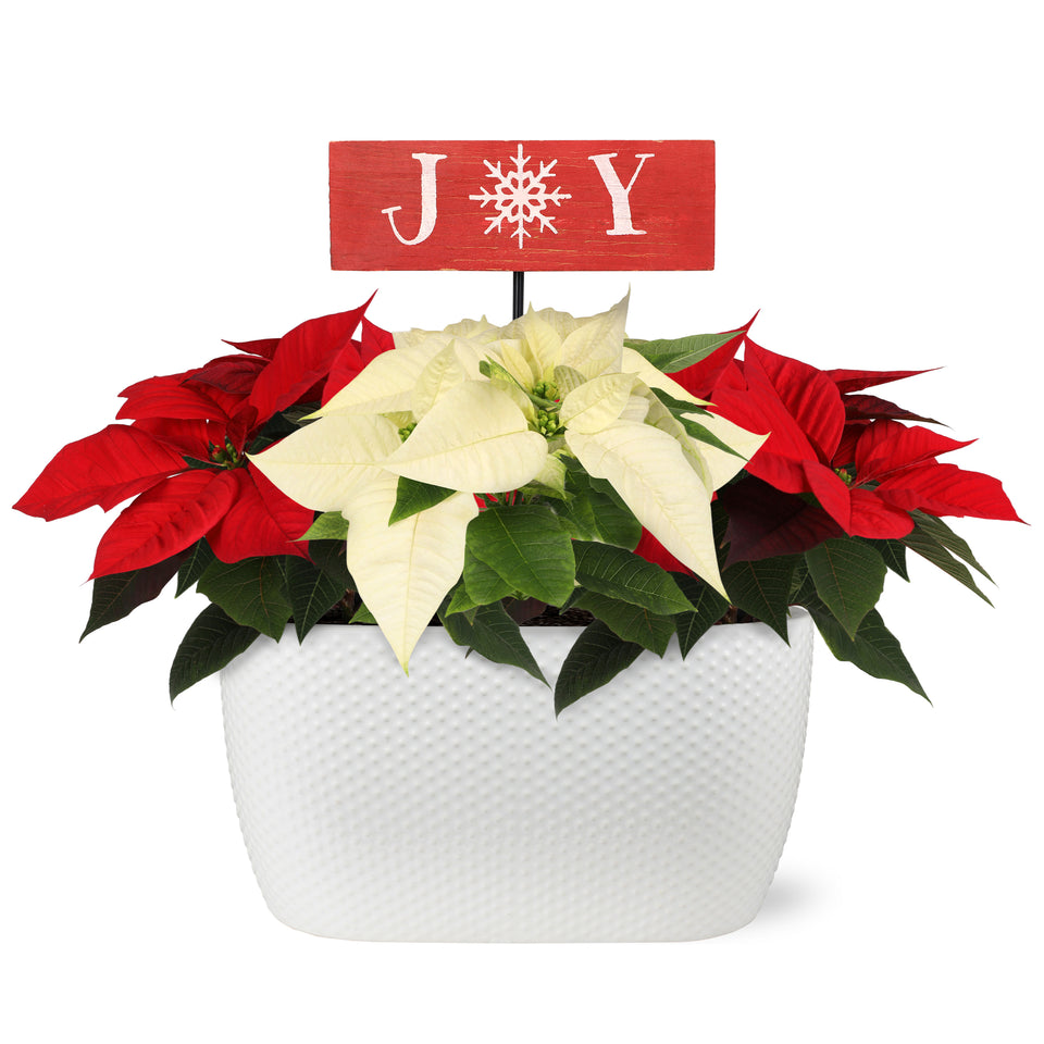 Classic Christmas Collection BiColor Red and White Poinsettia Planter With Wooden Joy Keepsake Sign