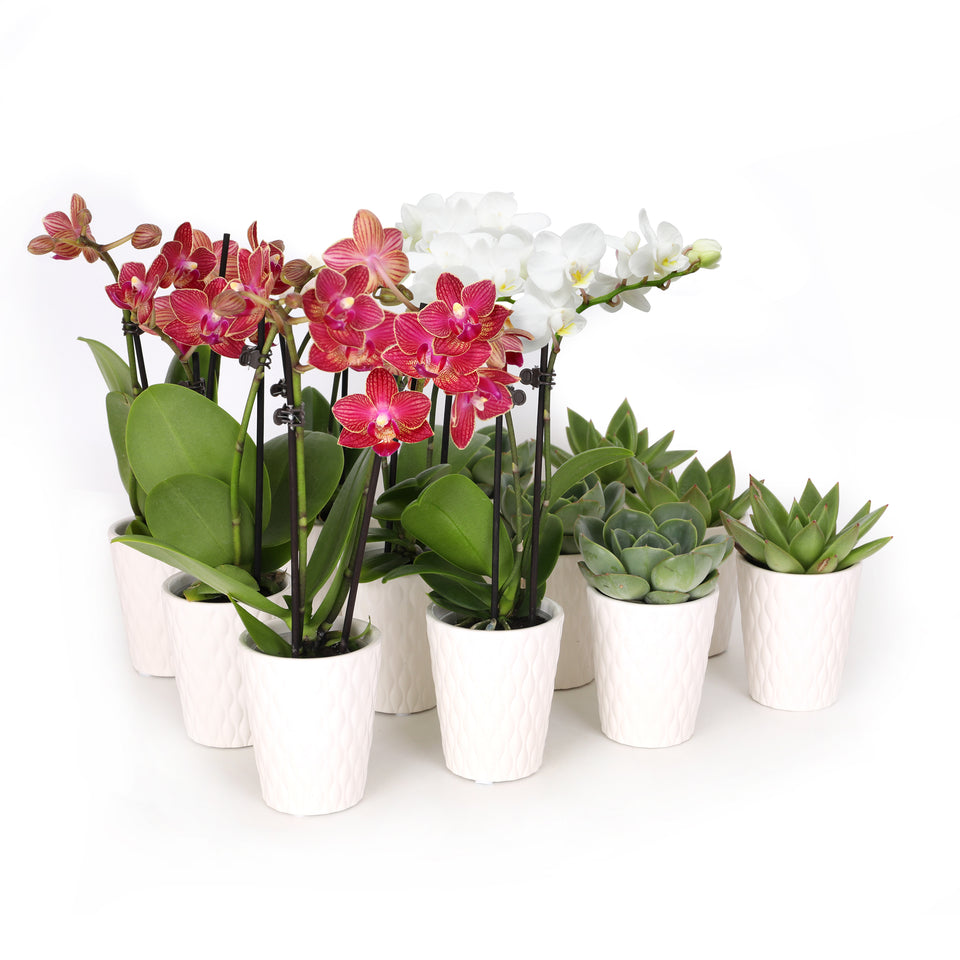 Classic Christmas Collection 12 Pack Christmas Party Favors 3 Mini White and 3 Red-Salmon Orchids; 6 Mini Echeveria Succulents