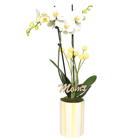 Sunny Yellow Old Hollywood Style Premium Orchid with Mom Pick