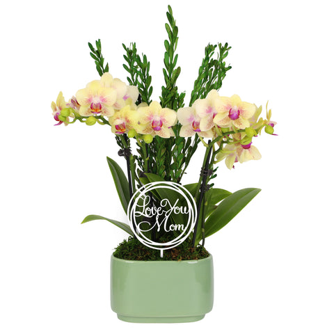 Elevated Mini Yellow Orchid Planter with Love You Mom Pick
