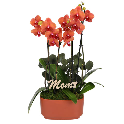 LUXE Premium Salmon Orchid in Burnt Orange Ceramic with Mom Pick