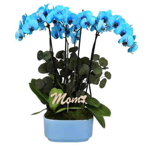 LUXE Premium Blue Watercolor Orchid in Blue Ceramic with Mom Pick