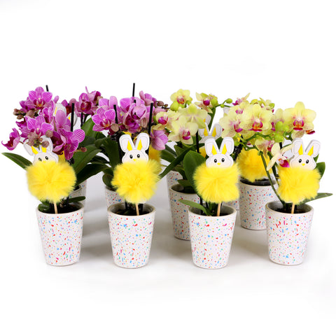 Easter Décor Party Pack Mini Orchids with Fluffy Bunny Picks (12 PACK)