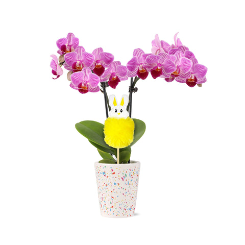 Mini Pink Orchid with Fluffy Bunny Pick