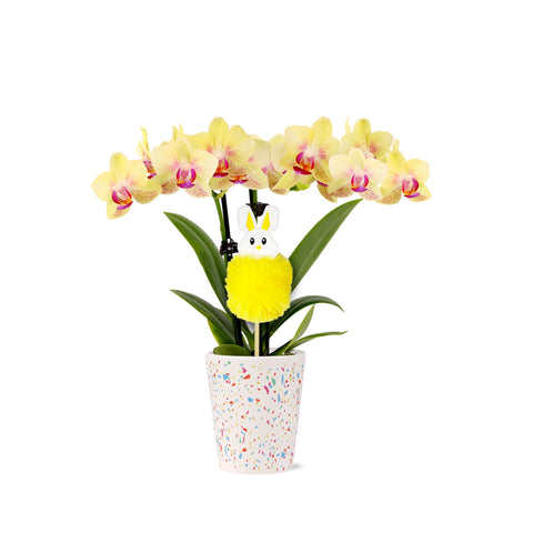 Mini Yellow Orchid with Fluffy Bunny Pick