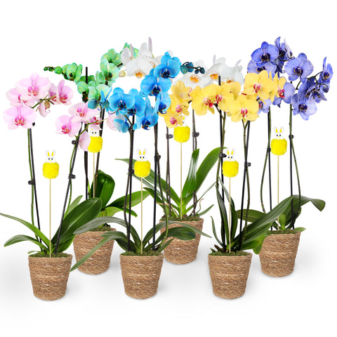 Easter Décor Party Pack Premium Orchids with Fluffy Bunny Picks (6 PACK)