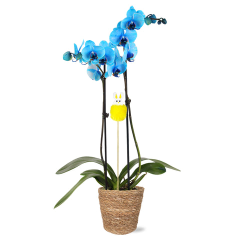 Premium Blue Watercolor Orchid with Fluffy Bunny Pick