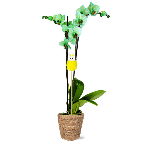 Premium Green Watercolor Orchid with Fluffy Bunny Pick
