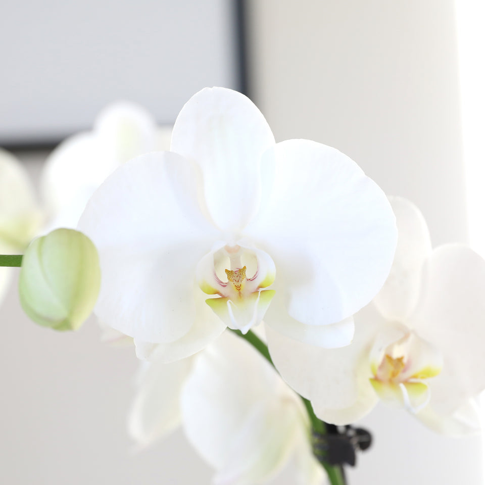 Sunny Yellow Old Hollywood Style Premium Orchid with Mom Pick
