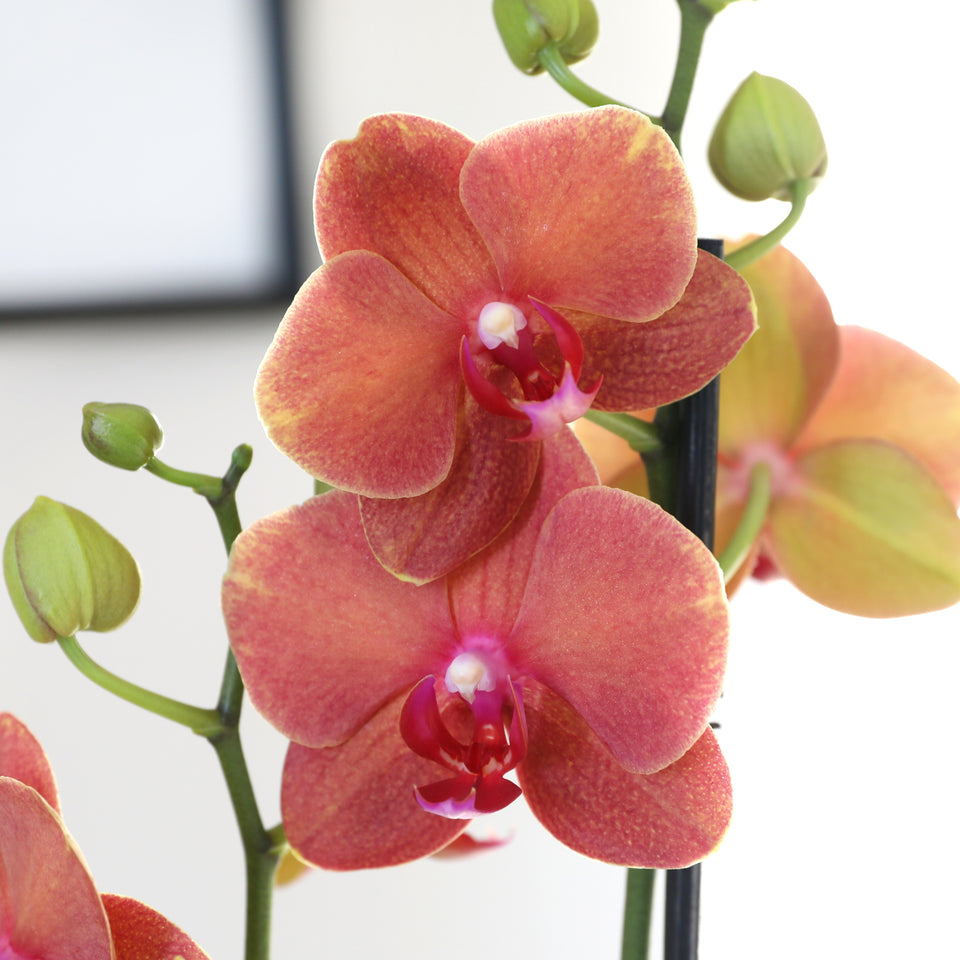 LUXE Premium Salmon Orchid in Burnt Orange Ceramic with Mom Pick