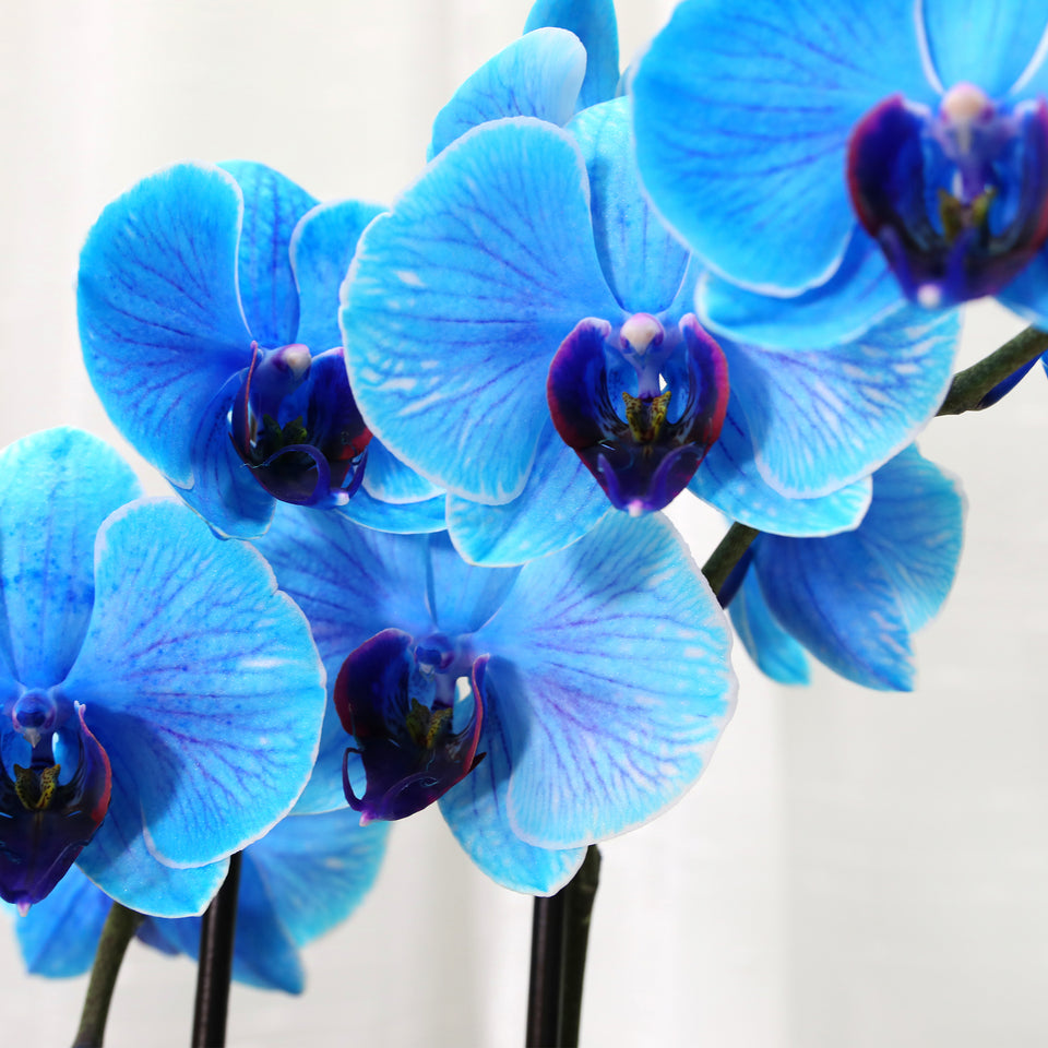 LUXE Premium Blue Watercolor Orchid in Blue Ceramic with Mom Pick