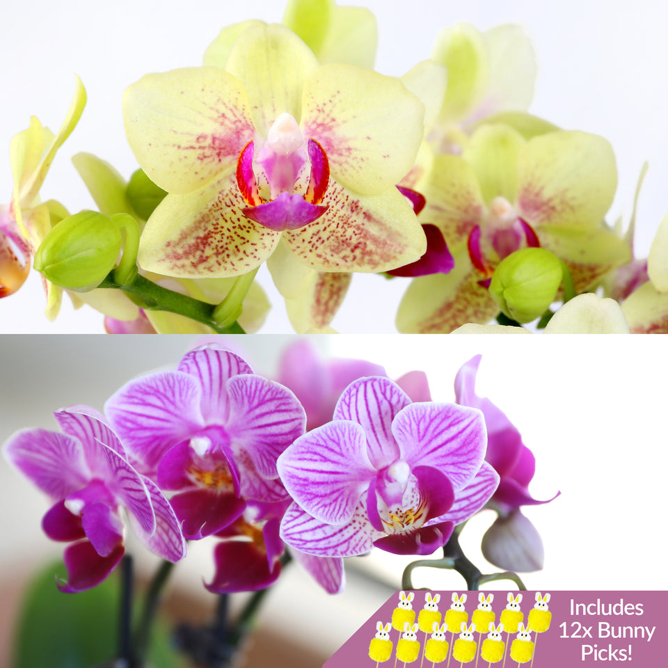 Easter Décor Party Pack Mini Orchids with Fluffy Bunny Picks (12 PACK)