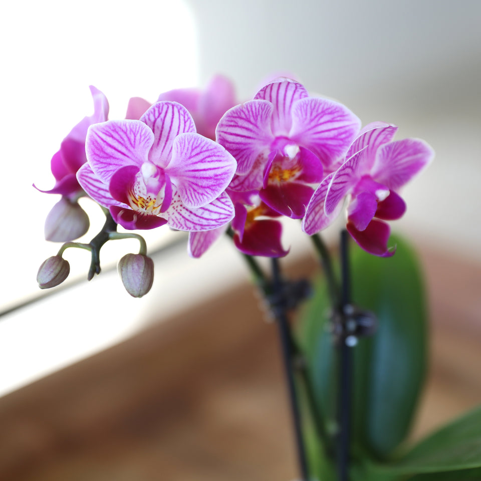 Mini Pink Orchid with Fluffy Bunny Pick