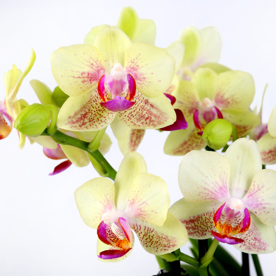 Mini Yellow Orchid with Fluffy Bunny Pick