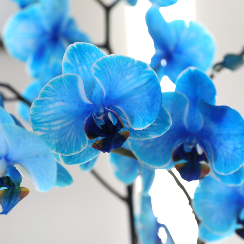 Premium Blue Watercolor Orchid with Fluffy Bunny Pick