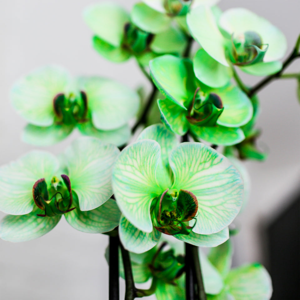 Premium Green Watercolor Orchid with Fluffy Bunny Pick