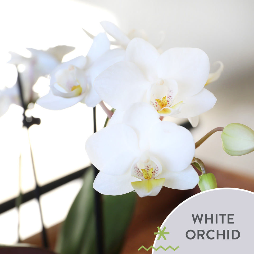 Classic Christmas Collection White Orchid Planter With Red Ornament Pick