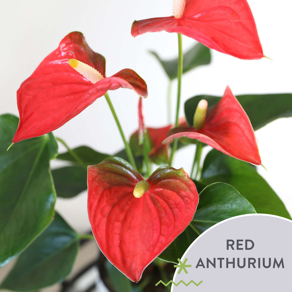 Gold Christmas Collection Red Anthurium in Matte Gold Ceramic With Glitter Twirl and Keepsake Merry Christmas Pick