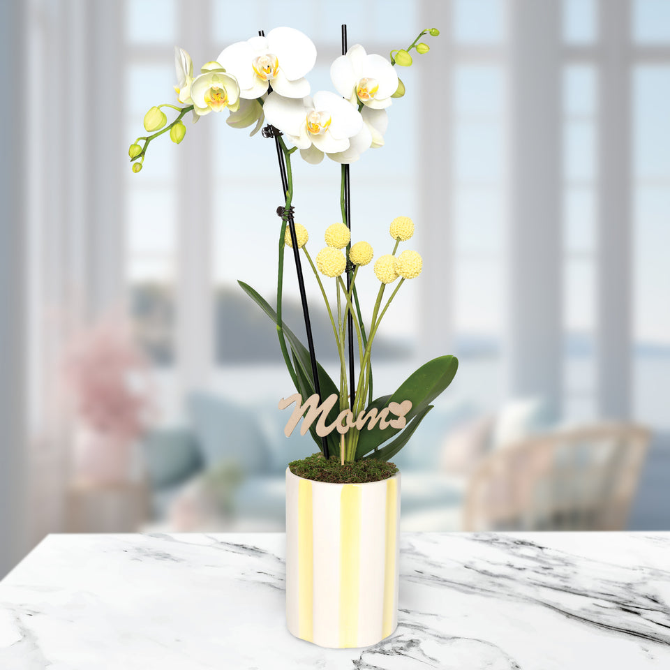 Sunny Yellow Old Hollywood Style Premium Orchid with Mom Pick