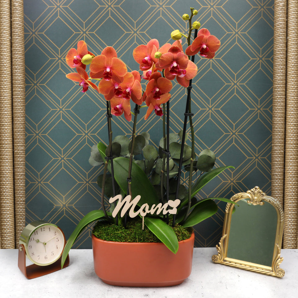 LUXE Premium Salmon Orchid in Burnt Orange Ceramic with Mom Pick