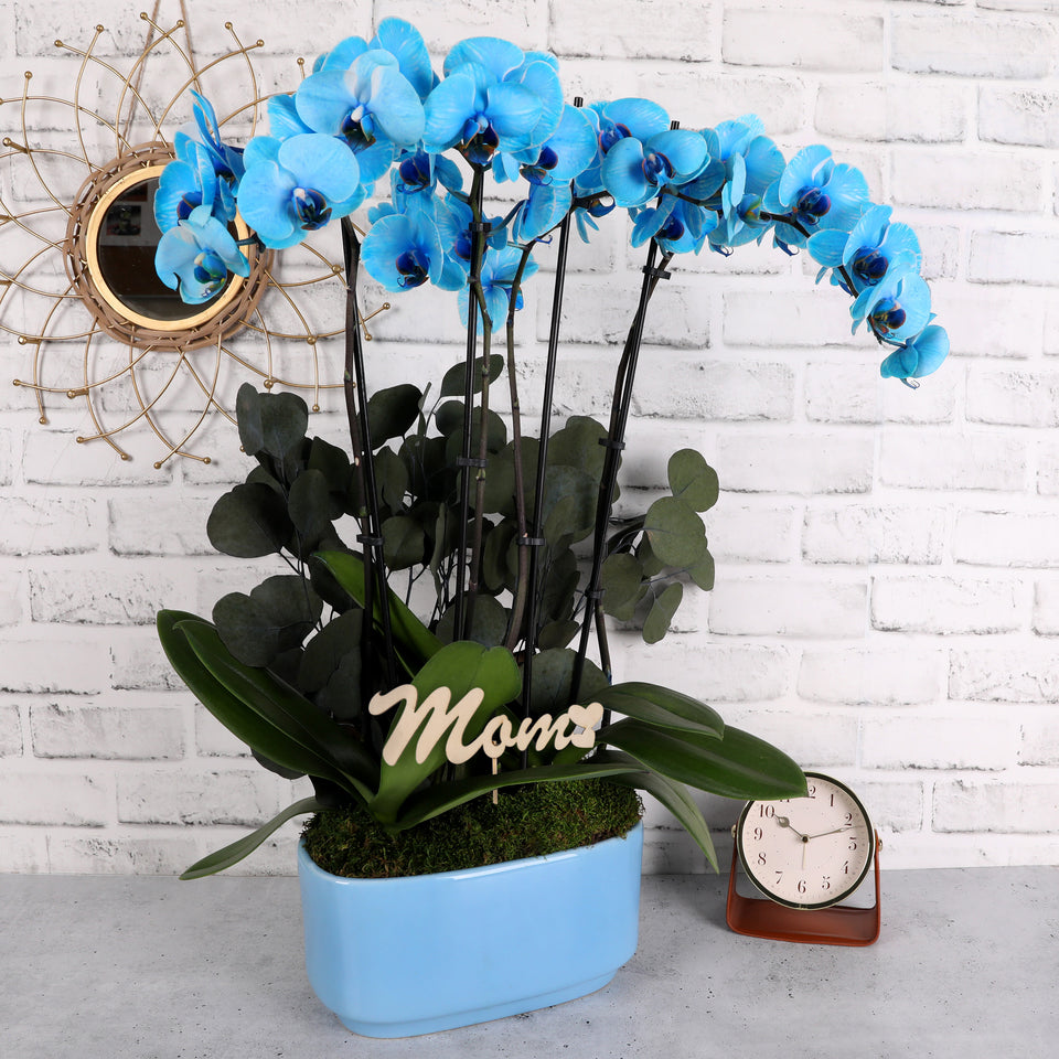 LUXE Premium Blue Watercolor Orchid in Blue Ceramic with Mom Pick