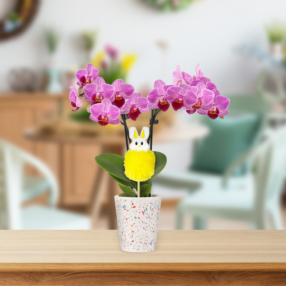 Mini Pink Orchid with Fluffy Bunny Pick