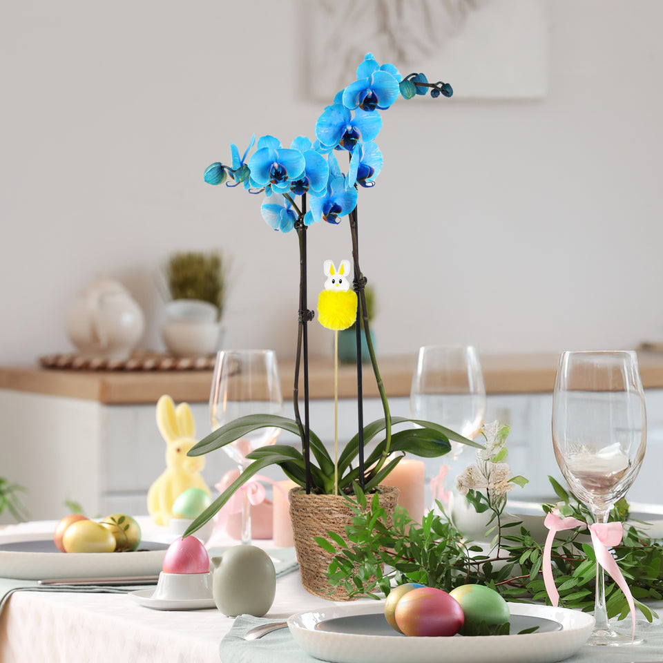 Premium Blue Watercolor Orchid with Fluffy Bunny Pick