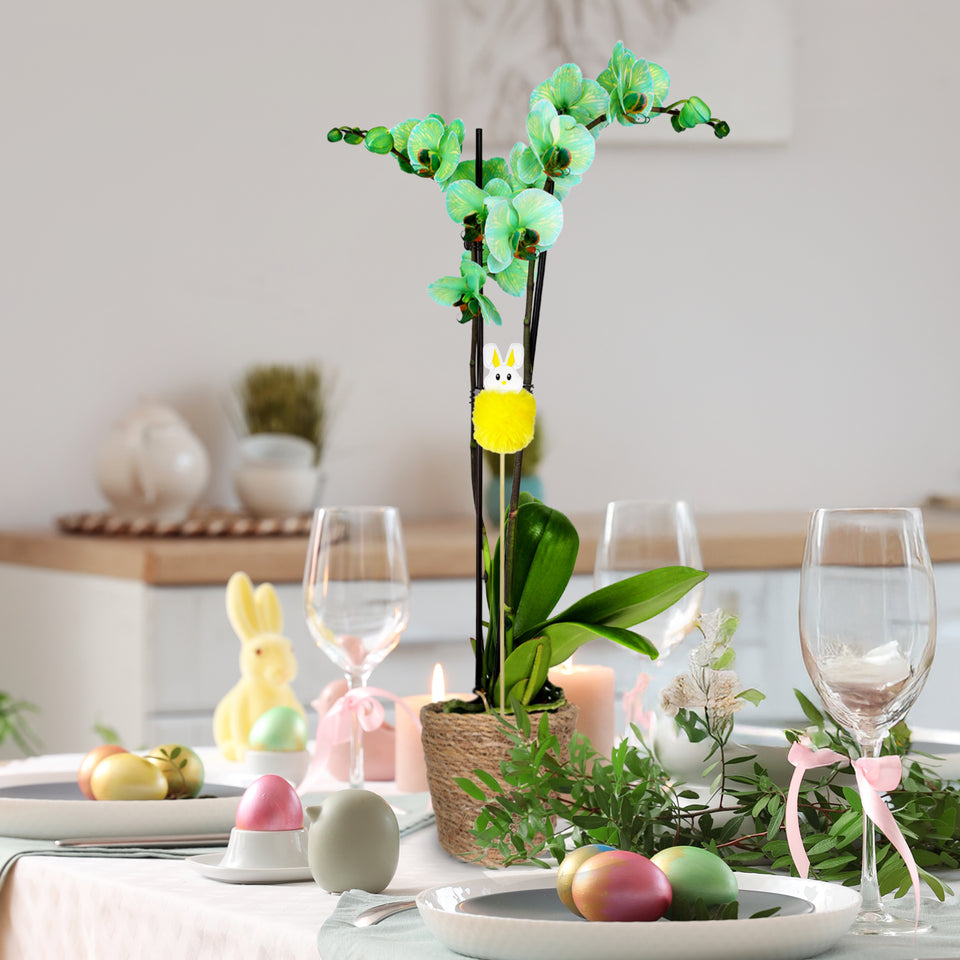 Premium Green Watercolor Orchid with Fluffy Bunny Pick