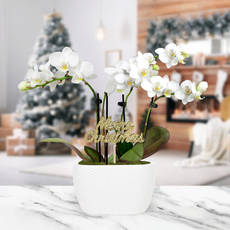 Gold Christmas Collection Mini White Orchid Planter With Keepsake Merry Christmas Pick