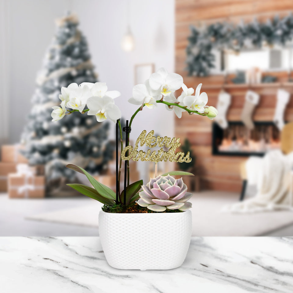 Gold Christmas Collection Mini White Orchid and Mini Echeveria Succulent Garden With Keepsake Merry Christmas Pick Green Moss Finish