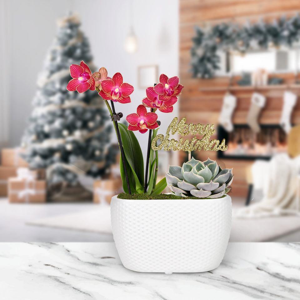Gold Christmas Collection  Mini Red-Salmon Orchid and Mini Echeveria Succulent Garden With Keepsake Merry Christmas Pick Green Moss Finish