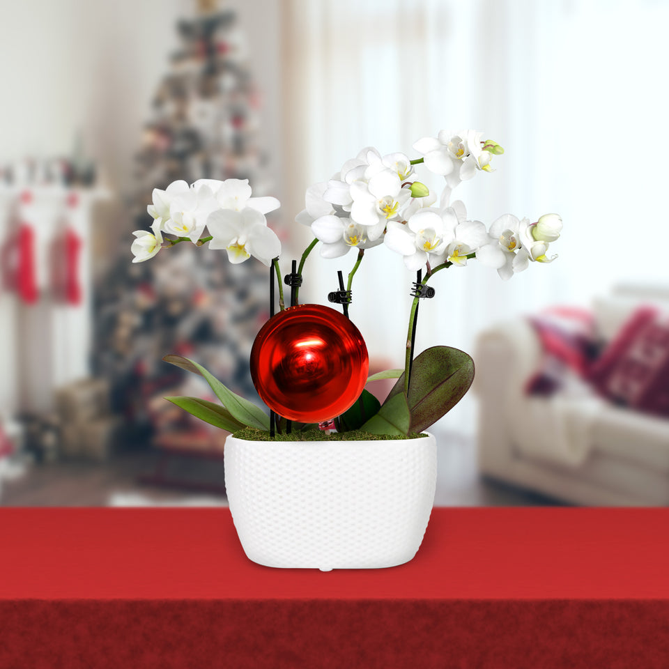 Classic Christmas Collection White Orchid Planter With Red Ornament Pick