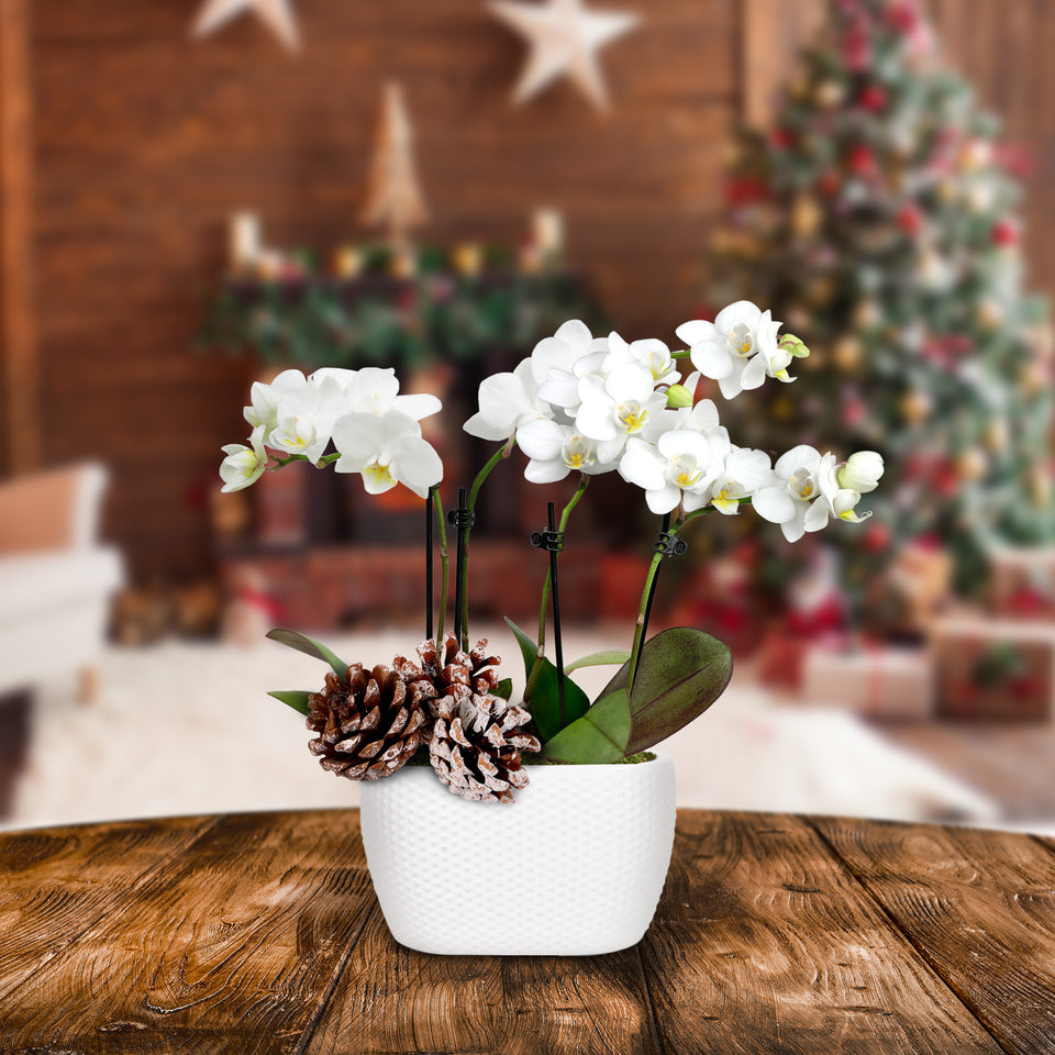 Rustic Christmas Collection White Orchid Planter Rustic With Three Snow-covered Pinecones Picks