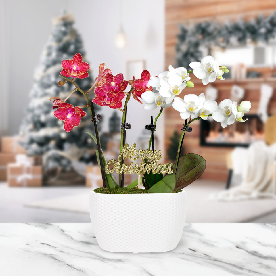 Gold Christmas Collection Mini BiColor White and Red-Salmon Orchid Planter With Keepsake Merry Christmas Pick