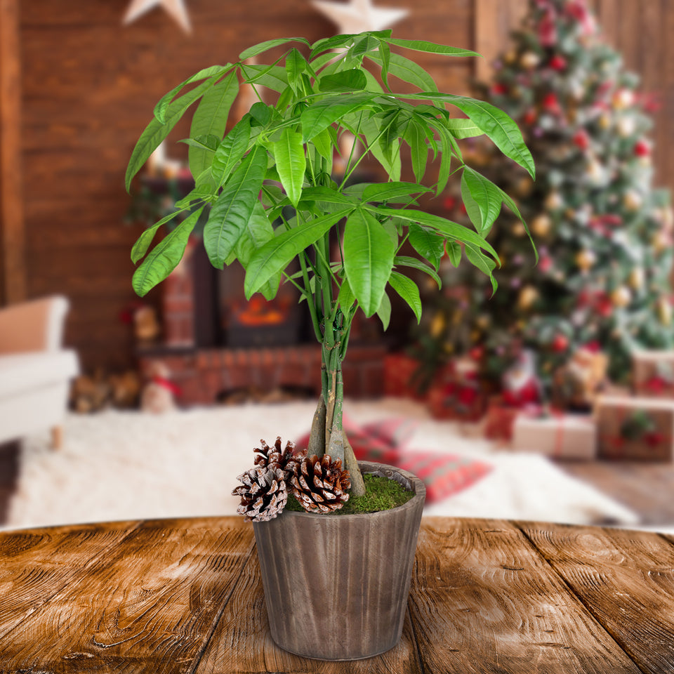 Rustic Christmas Collection Money Tree in Brown Rustic Wood With Three Snow-covered Pinecones Pick