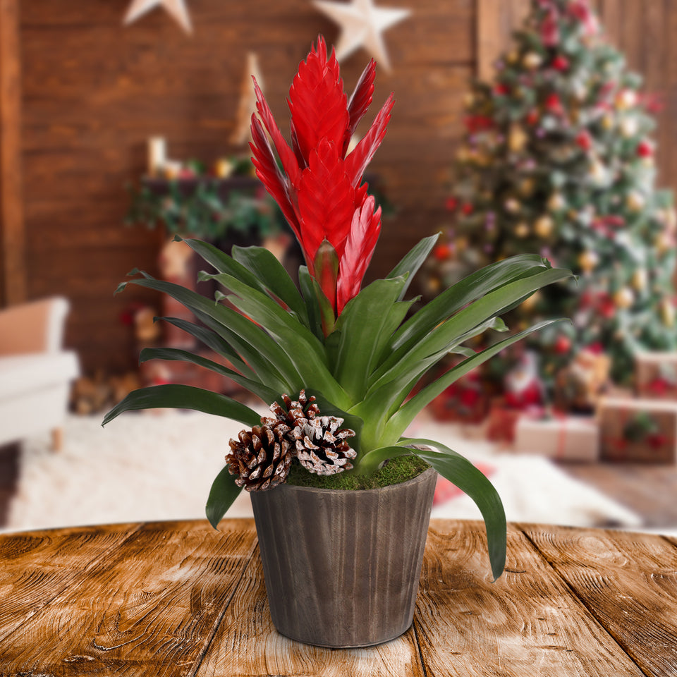 Rustic Christmas Collection Red Bromeliad in Brown Rustic Wood With Three Snow-covered Pinecones Pick
