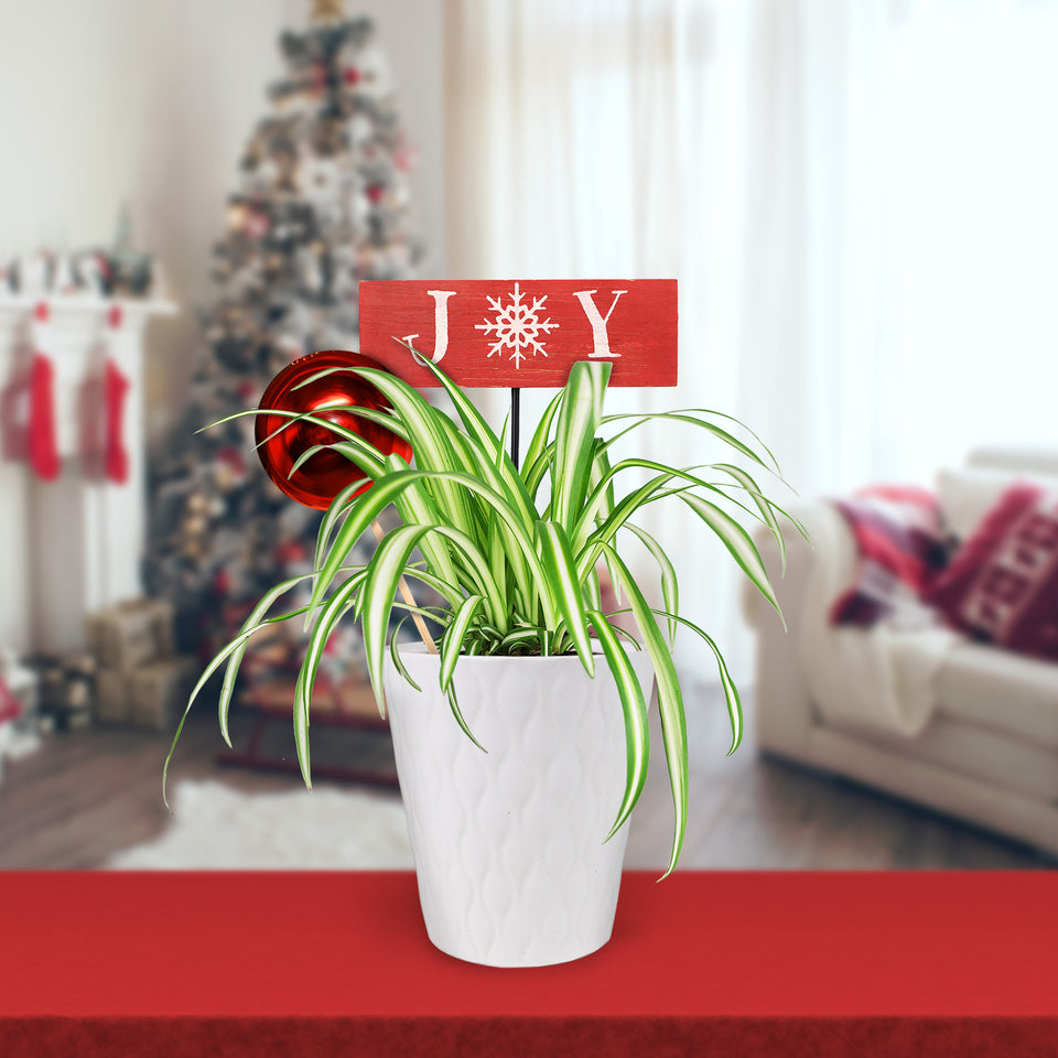 Classic Christmas Collection Spider Plant in White Gloss Ceramic With Red Ornament Pick and Wooden Joy Keepsake Sign