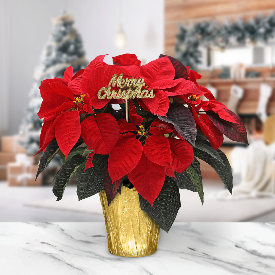 Gold Christmas Collection Red Poinsettia in Gold Pot Cover With Keepsake Merry Christmas Pick