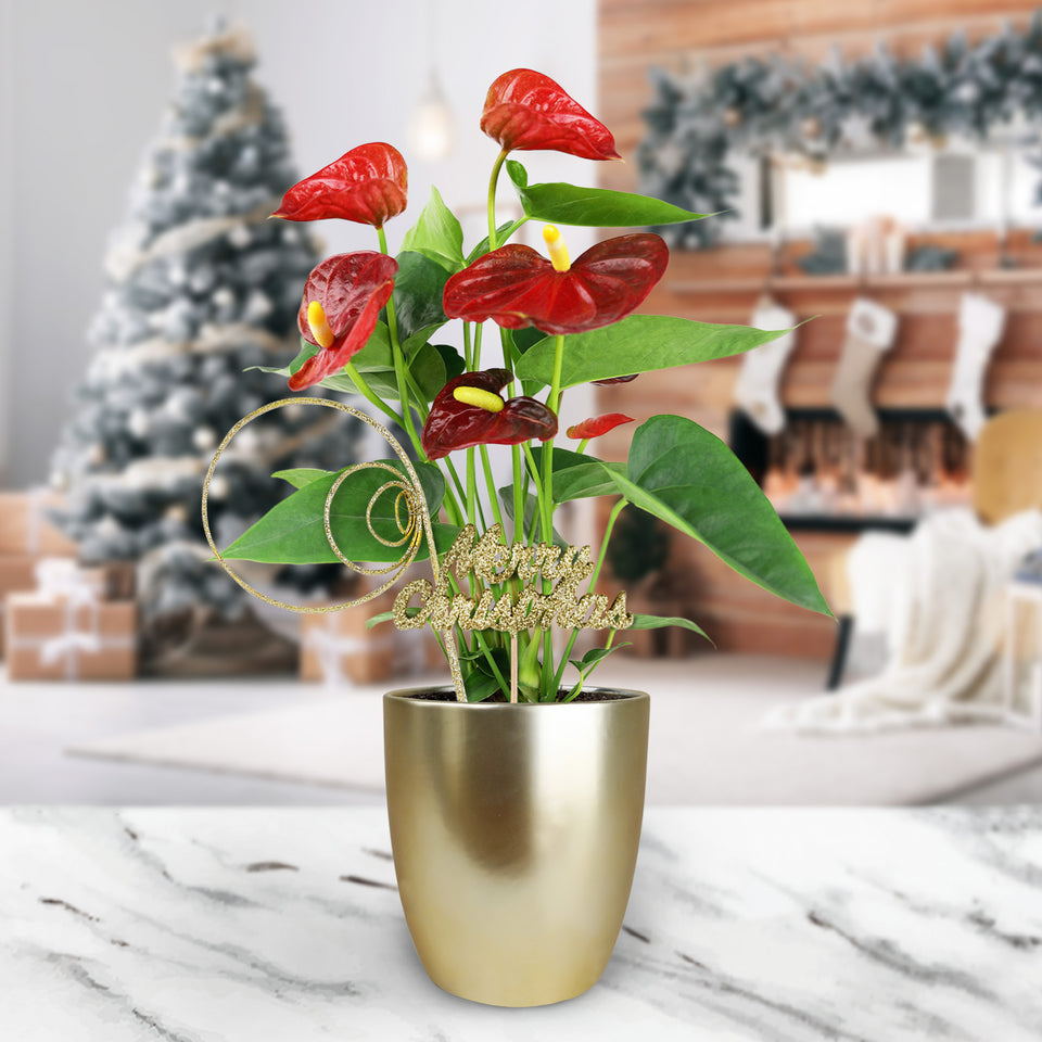 Gold Christmas Collection Red Anthurium in Matte Gold Ceramic With Glitter Twirl and Keepsake Merry Christmas Pick
