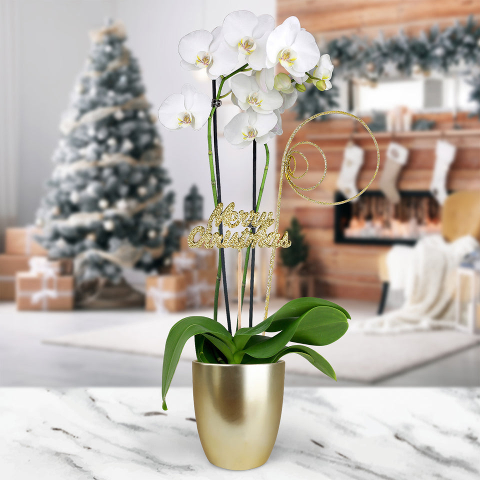 Gold Christmas Collection White Orchid in Matte Gold Ceramic With Glitter Twirl and Keepsake Merry Christmas Pick