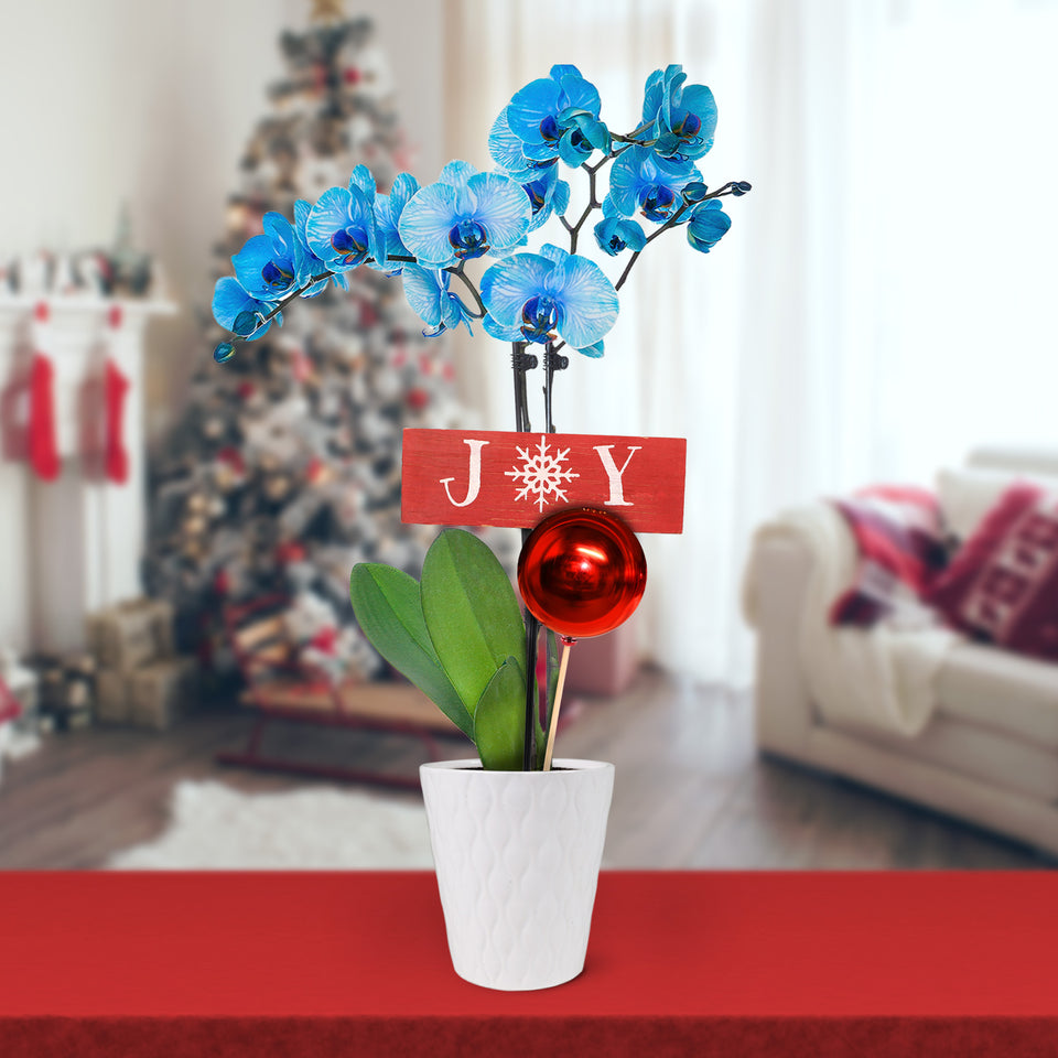 Classic Christmas Collection Blue Watercolor Orchid in White Gloss Ceramic With Red Ornament Pick and Wooden Joy Keepsake Sign