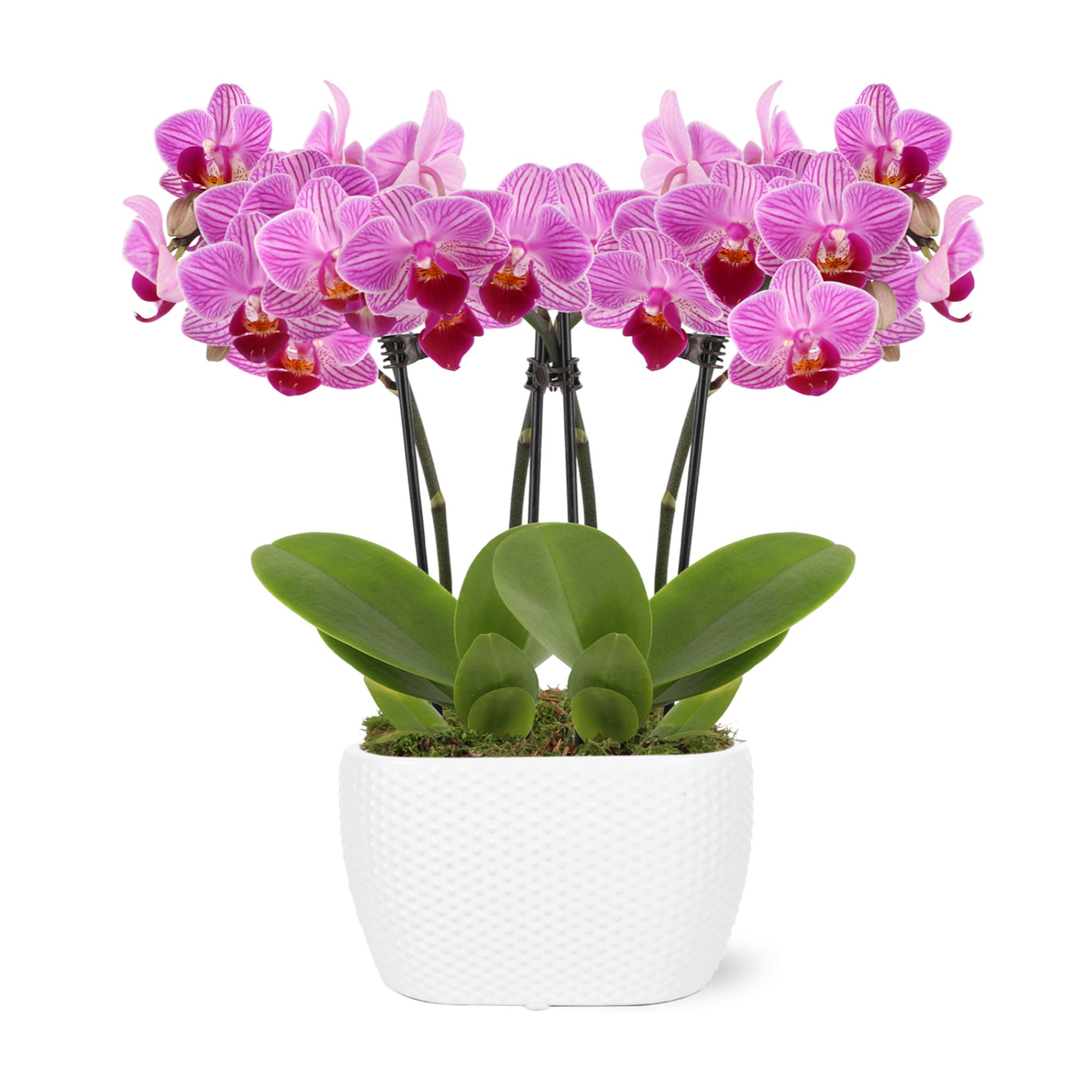 Miniature Orchids for Sale – Just Add Ice®