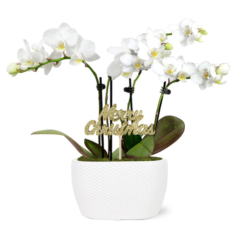 Gold Christmas Collection Mini White Orchid Planter With Keepsake Merry Christmas Pick